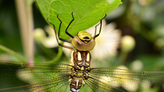 Blaugrüne Mosaikjungfer  (24).jpg